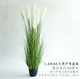 1.8 meters 9 head of big grass Reed potted