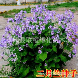 草花种子优质二月兰种子二月蓝菜子花紫金草诸葛菜种子二月兰花
