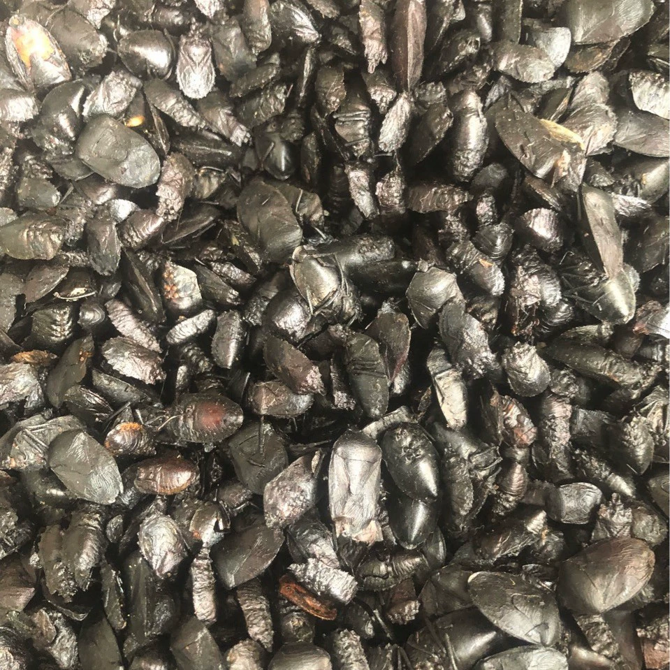 Оптовая продажа девяти душистый червь черный клещ