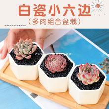 2多肉植物盆栽创意微景观幼儿园肉肉小盆栽红宝石玉露铭月蒂亚