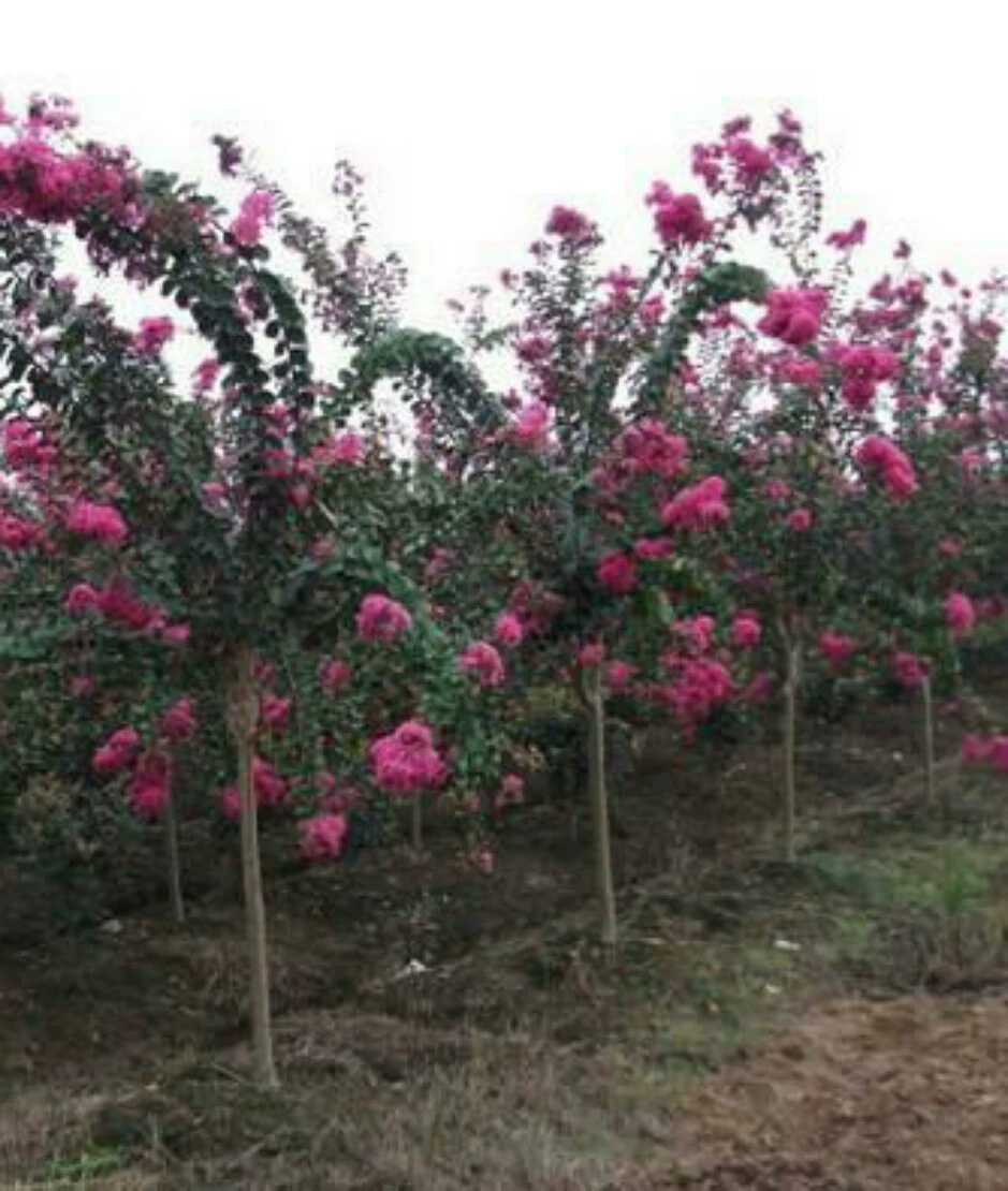 Долгосрочные поставки Креп мирт Ханчжоу Xiaoshan базы прямых продаж различных спецификаций зеленых саженцев Креп мирт