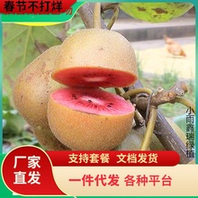 一件代发红心猕猴桃苗南北方种植嫁接软枣黄绿心弥猴桃当年结果奇