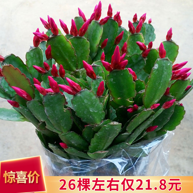 Planta en maceta de orquídea de garra de cangrejo dorado con capullo de flor con maceta, injerto multicolor, pétalos dobles, nuevas flores en todas las estaciones, plantas verdes