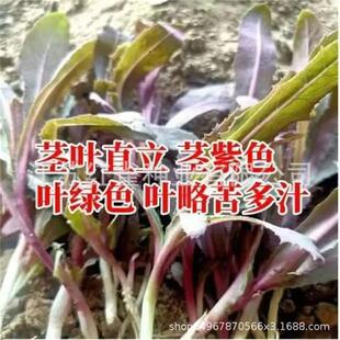 Ұ������˷N�Ӽt����˖|��ɽҰ�˿���˷N����ʳպ�u�o�~����ʳ
