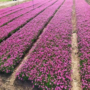 �Wʯ��N�Ӳ�ƺ�绨�ѻ��玧�����Եر�ֲ��ͥԺ�̨�����_����ƺ