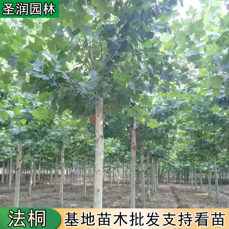 树苗法国梧桐小苗法桐树行道树行道绿化法国梧桐树-阿里巴巴