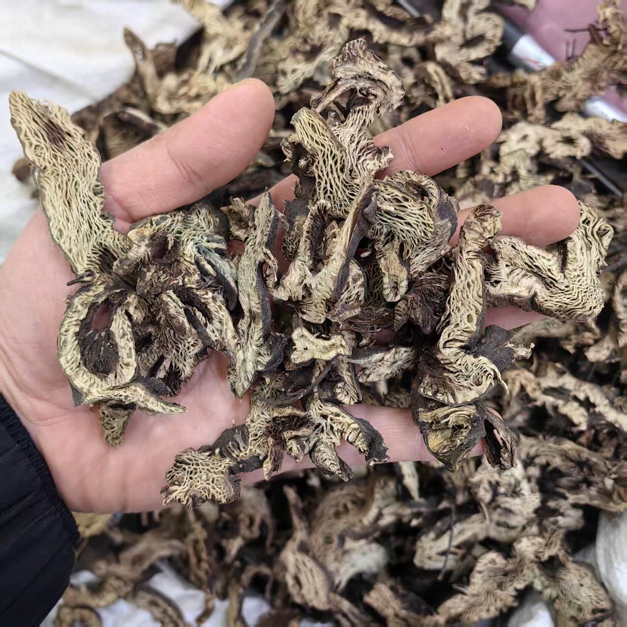 Northeast Cimicifuga Rhizome Slices Sheng Ma 500g Sulfur-Free Dried Herb for Decoction and Powder key features