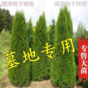 Cypress Saplings, Large Trees, Cypress, Evergreen Pine, Cypress Seedlings, Cypress Saplings, Pagoda Pine, Cypress Saplings