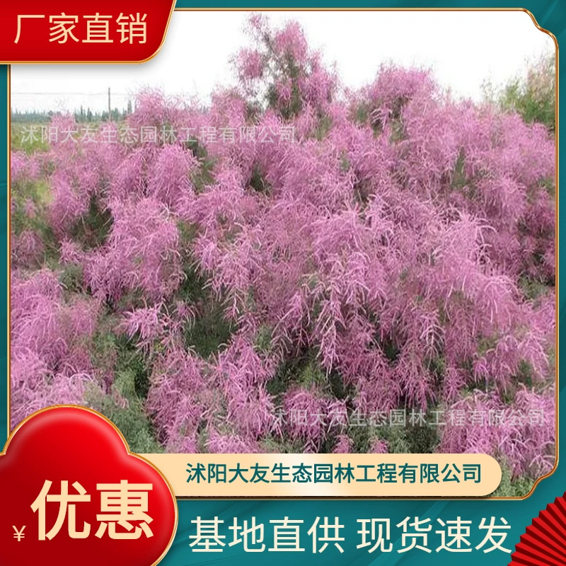 Базовые Оптовые саженцы Tamarix собственного производства Живописный пейзаж дорога сад инженерные Зеленые саженцы