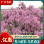 基地批发 自产自销柽柳树苗 景区造景道路园林工程绿化苗