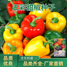 五彩甜椒种籽红甜椒七彩椒种籽五彩椒彩色菜椒四季蔬菜辣椒种子
