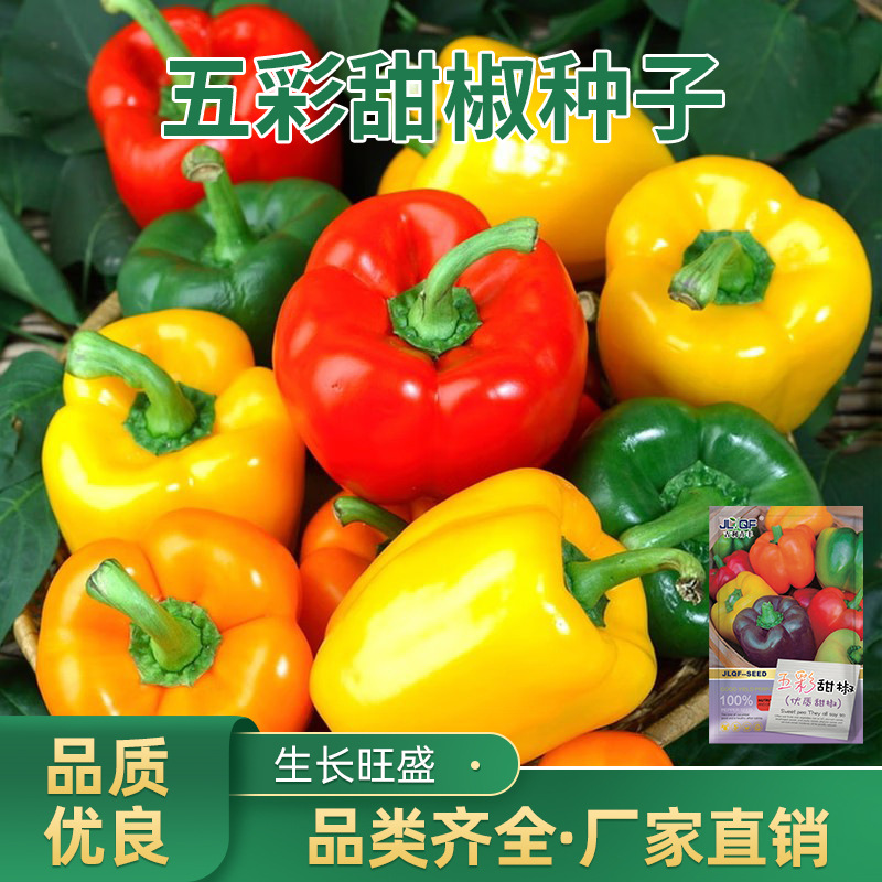 五彩甜椒种籽红甜椒七彩椒种籽五彩椒彩色菜椒四季蔬菜辣椒种子