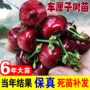 种植嫁接庭院正宗果苗