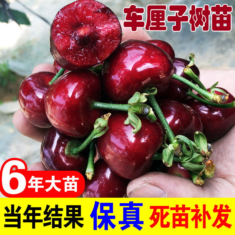 车厘子树苗正宗特大樱桃树苗嫁接果树果苗庭院樱桃树苖南北方种植