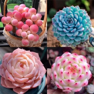 S֏SҐۺ¿BkMςӰtʢֲԼ