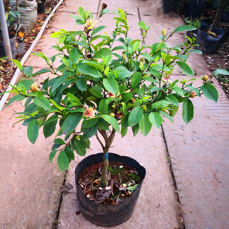 含笑花苗盆栽浓香四季含笑树苗芳香型花卉植物庭院阳台耐寒耐热花