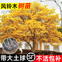 黄花风铃木树苗大树紫花风铃木盆栽别墅庭四季名贵风景树绿化植物