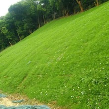 草坪种子矮生四季青庭院绿化免修狗牙根百慕大马尼拉护坡固土籽