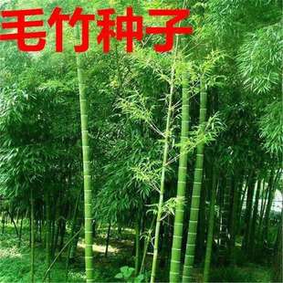 新种子大型毛竹种子 青竹苗 四季竹子食用竹笋大青竹黄竹种子-阿里巴巴