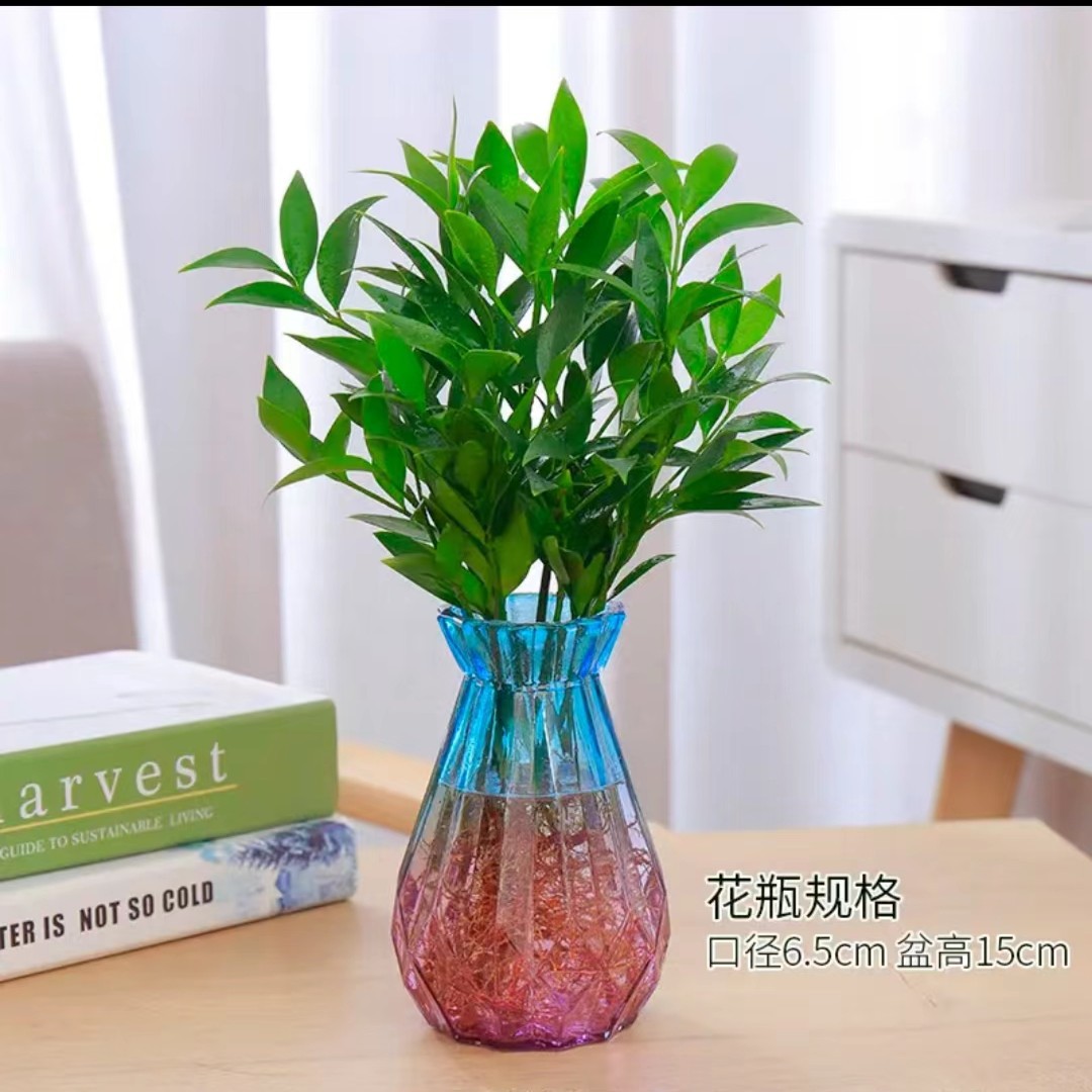 대나무와 편백나무 10그루 [더블다이아몬드병+영양액]