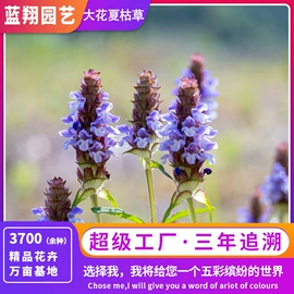 种子;种苗;种球