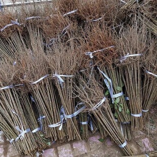 ���Ҍ�����Ұ��������ľ�ͺ������Ĵ�ͥԺռ���е������~����