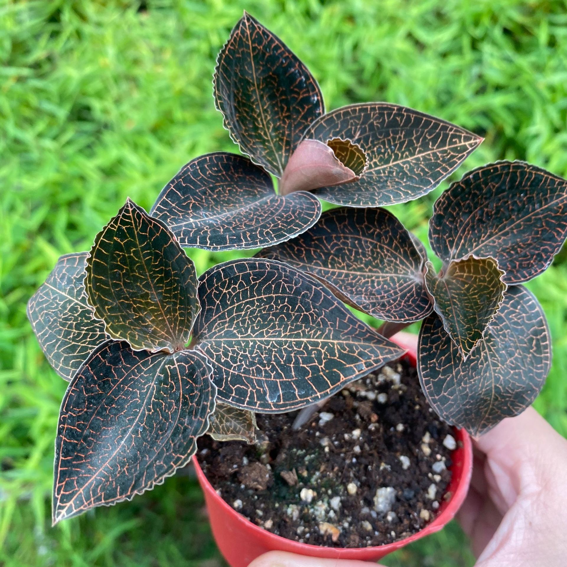 IMG_0575(20210107-110333)