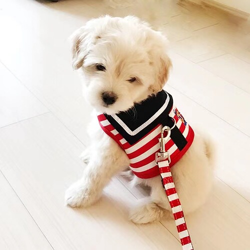 Pet dog leash harness Teddy VIP Pomeranian vest style dog walking rope dog chain puppy small dog