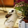 Black flower rabbit ❤️❤️ prosperity ❤️❤️