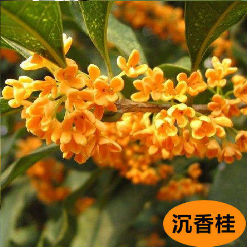 선택【침향계피】