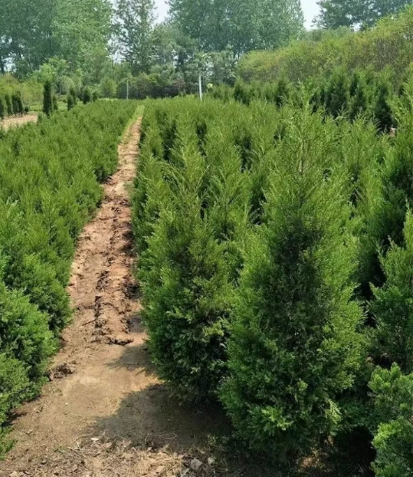 Дропшиппинг саженцев кипариса, саженцев Platycladus, саженцев кипариса, саженцев китайского кипариса, саженцев китайского кипариса, озеленение кладбища.