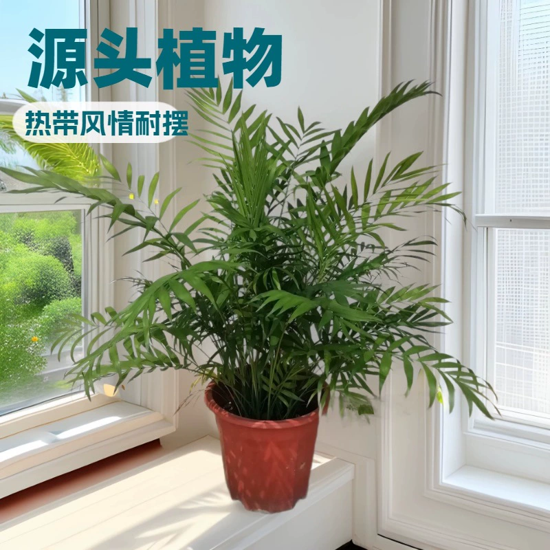 Тропический стиль офисный дом зеленая посадка карман кокосовый бассейн A250 источник садовые цветы в горшках оптом