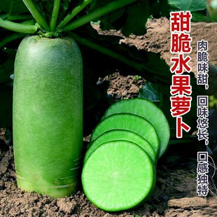 ����ˮ���}���N���������}����ɳ�C�}���ѷN�ڸд���ˮ���߲˷N��
