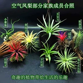 狗狗服装;狗狗窝/笼/垫;鱼缸