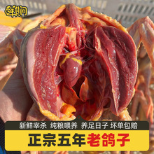 3ֻ�r��ɢ�B���������r�F���������w�F��5�������ӟ������r������