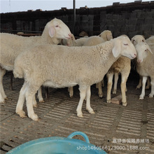 �۲���ɽ�� С������Ј����� �����Bֳ ������Ʒ�� �N���Bֳ��