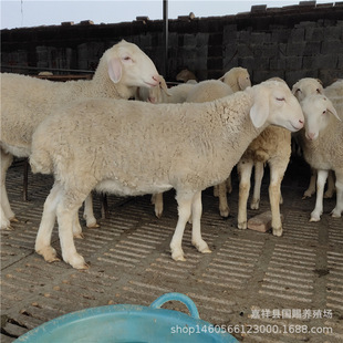 �۲���ɽ�� С������Ј����� �����Bֳ ������Ʒ�� �N���Bֳ��