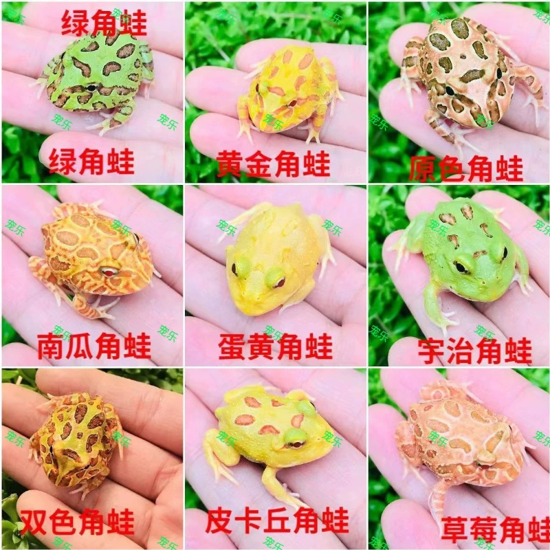 Рогатая лягушка живая оптом Декоративные лягушки Зеленая рогатая лягушка Золотая рогатая лягушка Клубника Тыква лягушка Пакет Главная Pet Frog Live