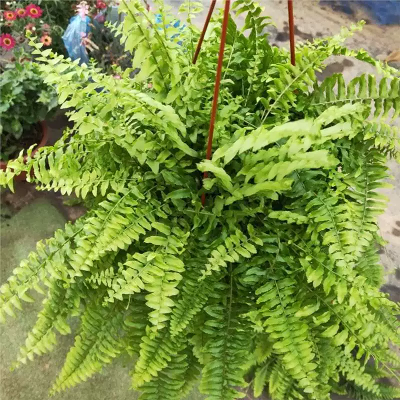 Бостонский папоротник, девственная папоротник, комнатные и уличные горшечные растения, комнатные зеленые растения, трава скорпион, очистка, бостонская гидропоника