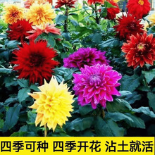 ���l����ɫ�������N�ӡ��ļ��_����NС�����N���ذ��ͥԺ�̨