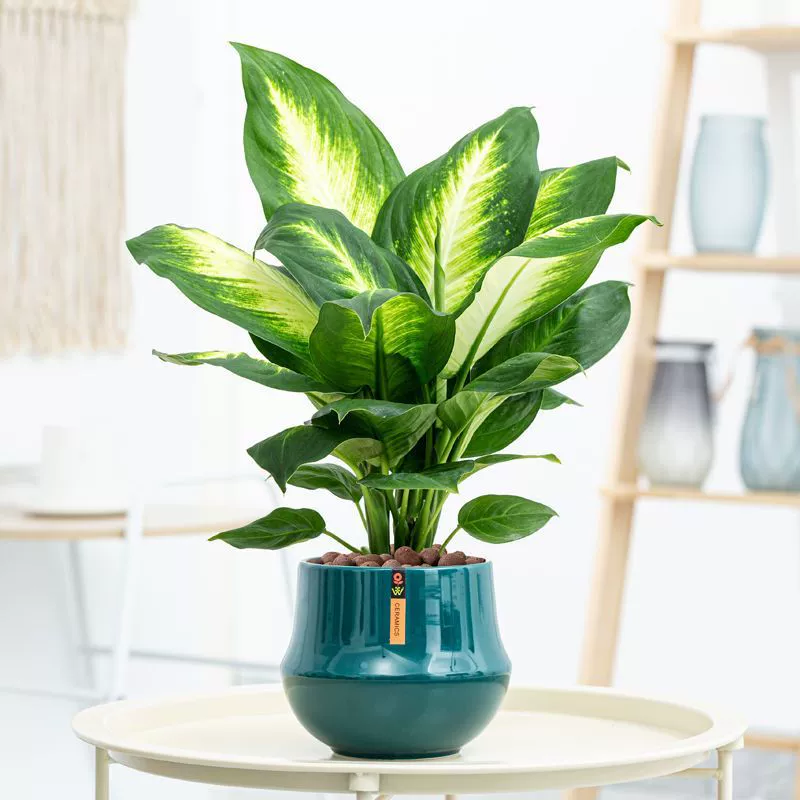 Вечнозеленое растение в горшке с цветком и листьями Silver Queen, комнатное зеленое растение, легко поддерживать и жить, цветок для гостиной, четыре сезона Lingyue