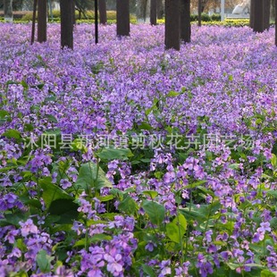 Wholesale February Orchid Seeds, Early Spring & Fall Seeds, Easy to Live, Shade-Resistant and Cold-Resistant Garden Blue-Purple Flower Seeds, Zhugecai Seeds