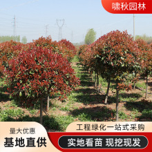 常年批发高杆红叶石楠球树苗四季常青篱笆绿化苗木独杆红叶石楠球