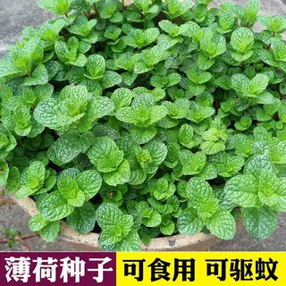 薄荷可食用驱蚊种子四季盆栽猫薄荷叶植物阳台室内易种香草种籽孑