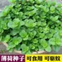 植物四季盆栽食用种籽