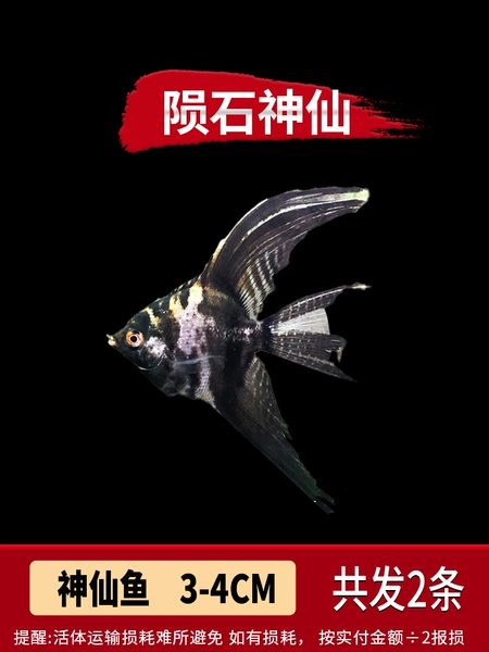 【3-4cm】Meteorite Fairy 2 pieces