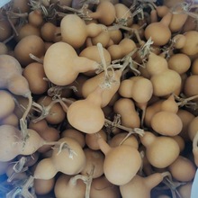 聊城葫芦基地批发天然文玩手捻小葫芦微瑕处理品产地直销