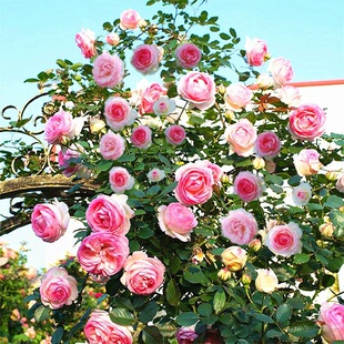 ���ܷN���_���¼��Nޱ�Ӽt��õ��ͥԺ�ļ����N����������ֲ�ﲥ�N