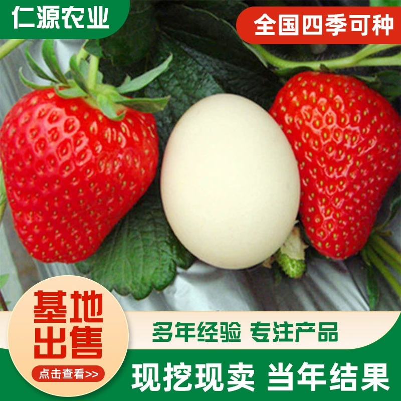 Zhangji Sui Zhu Саженцы клубники Miaoxiang № 7 База для саженцев клубники Красные кремовые саженцы клубники