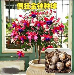 ��ɫ������R�N����\�������҃ȾGֲ�̨�ļ��_�����������໨��